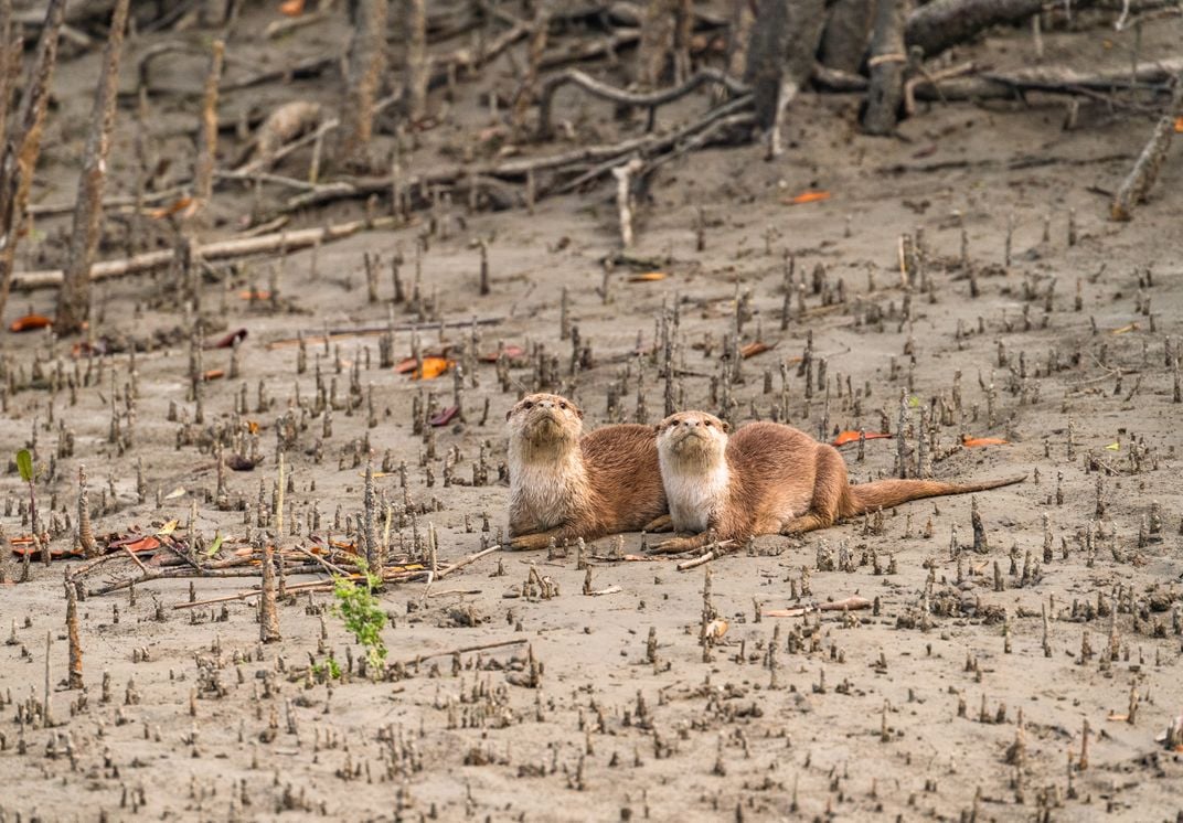 Two otters  in a Sundarban mangrove area near the Bay of Bengal.