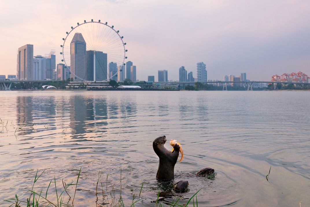 An otter dines with the city skyline in the background.