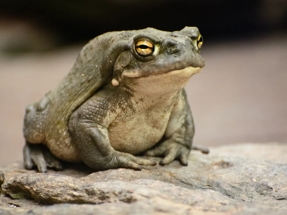 A medium close-up of a Colorado River Toad, with green skin and yellow eyes, sitting on a rock.