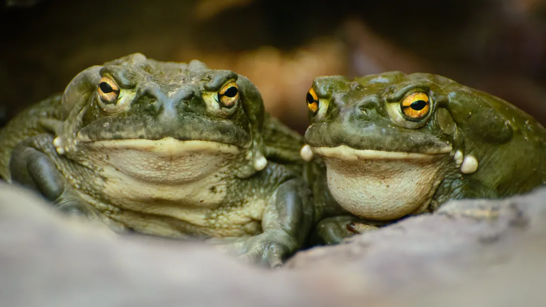 Two Colorado River toads sit side by side, facing the camera face-on.