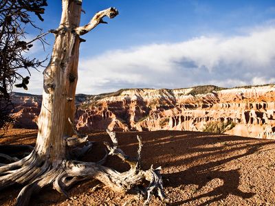 A Bristlecone pine tree.