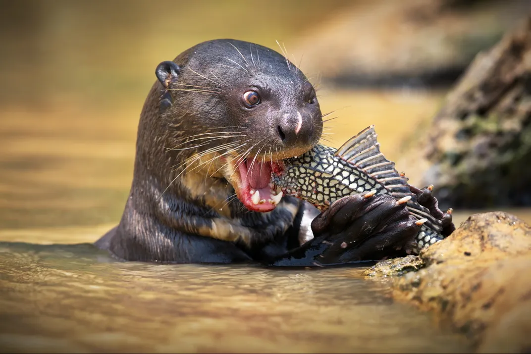 A giant, whiskered otter eating a fish