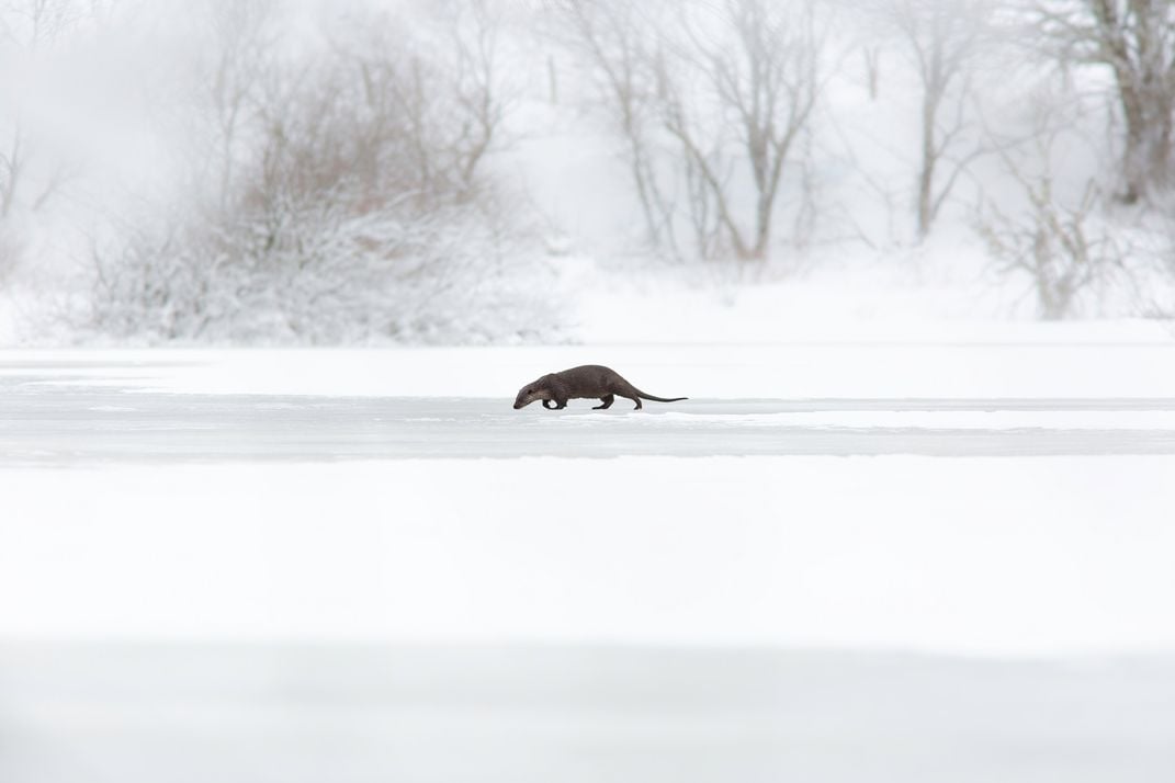 an otter on snow covered ice