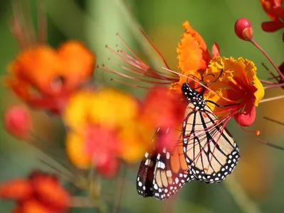 Human-caused biodiversity loss is a major factor that could contribute to more frequent and severe disease outbreaks, according to a new study.