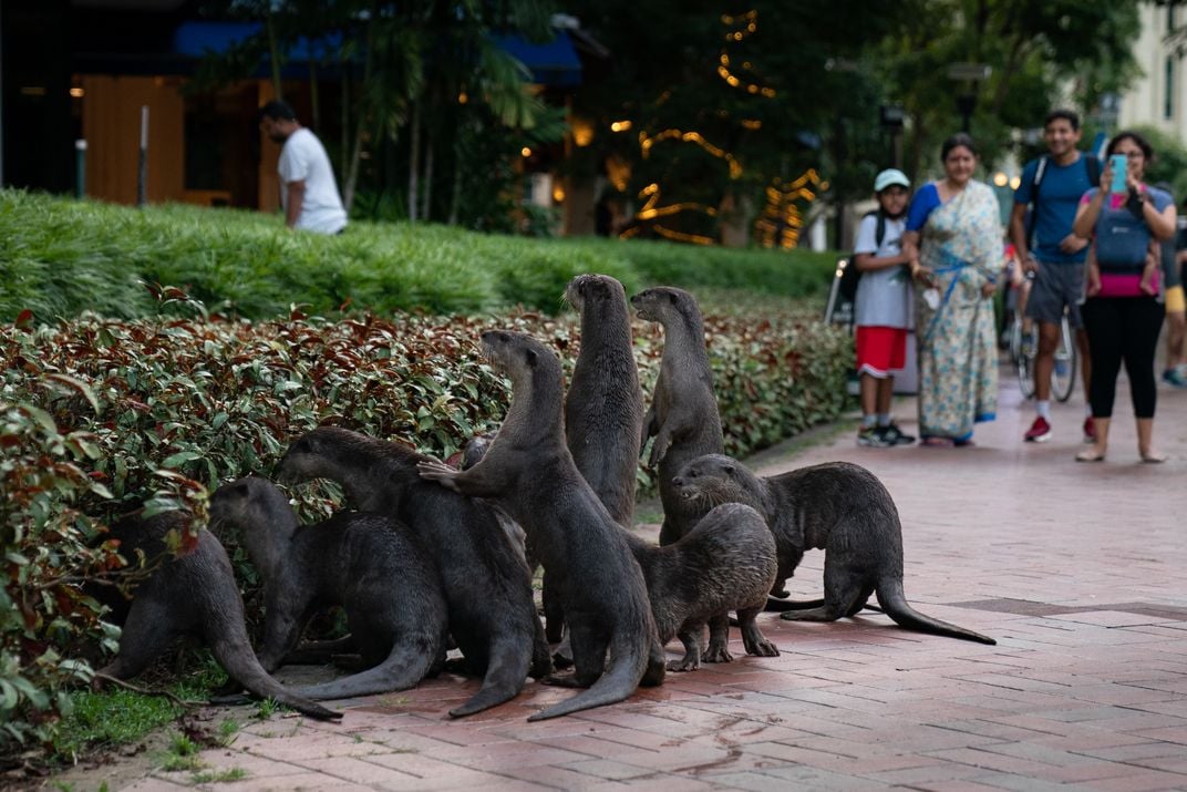 a group of people watch a group of otters