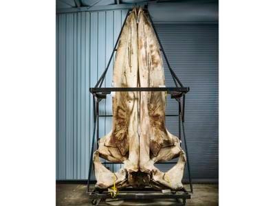 This blue whale skull is one of the largest in any collection on earth.