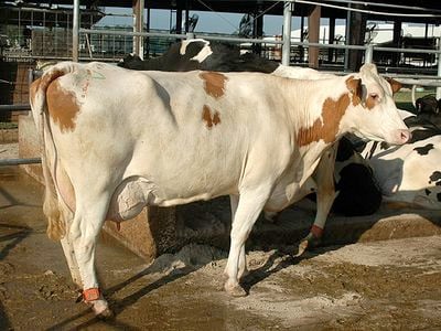 Cows with the slick gene have sleek, short hair that helps keep them cool.