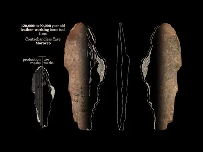 A bone tool from Contrebandiers Cave likely used for making clothes out of the skin of predators.