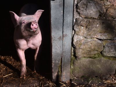 Scientists inserted human stem cells in pig embryos that couldn&#39;t develop kidneys, then let these embryos gestate in sows for several weeks. The experiments resulted in kidneys partly made of human-derived cells.