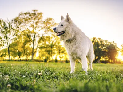 San Francisco-based startup Loyal is developing drugs that aim to extend dogs&#39; lifespans&mdash;and it could form a basis for longevity research in humans.