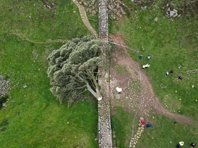 The beloved tree was one of the most photographed in the United Kingdom.