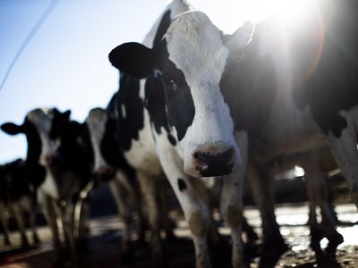 Bird flu was first detected in U.S. dairy cows in March. So far, infections have been detected in 33 herds across eight states.