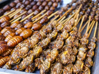 Cicada salad, roasted cicadas and cicada casseroles are among the insect-based dishes on offer at restaurants across the country.