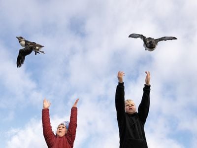 Íris Dröfn Guðmundsdóttir (left) and her cousin Anton Ingi Eiríksson release pufflings from the Hamarinn sea cliff on the Icelandic island of Heimaey.