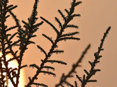 Tamarix aphylla&nbsp;can survive in salty environments by excreting saline water from its leaves.