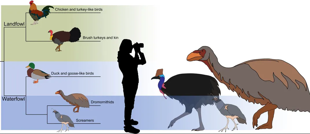 a size comparison and family tree—Dromornithids are under waterfowl and listed as closely related to screamers, but not ducks; G. newtoni is larger than a cassowary and a screamer, appearing almost as tall as a human and much wider