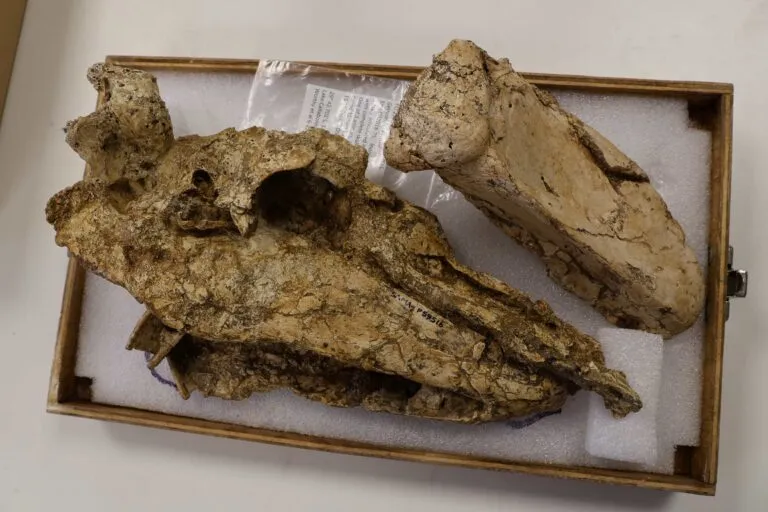 A fossilized bird skull