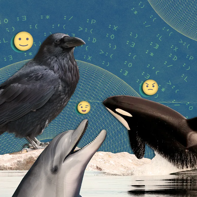Emojis shown over a magpie, a dolphin and an orca whale