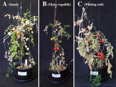 Scientists experimented with planting tomatoes, peas and carrots together and separately in several types of soil.